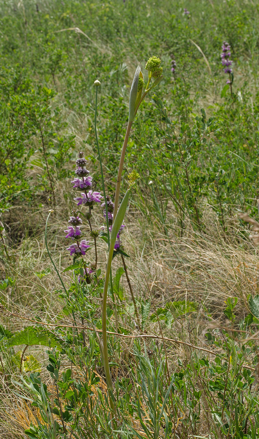 Изображение особи Ferula tatarica.