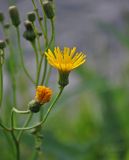 Sonchus arvensis. Соцветие. Челябинская обл., Аргаяшский р-н, берег оз. Увильды, у воды. 04.08.2019.