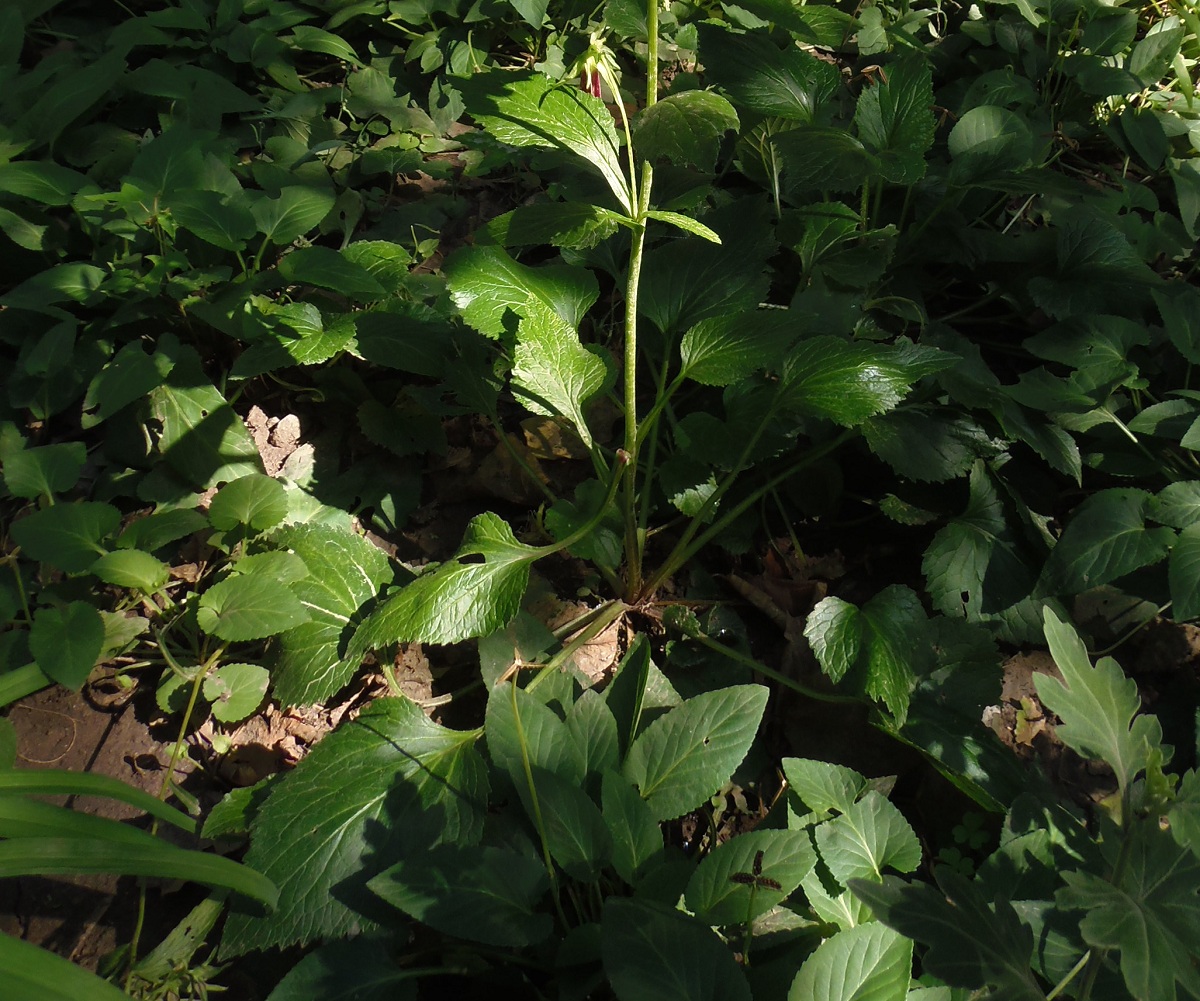 Image of Campanula takesimana specimen.