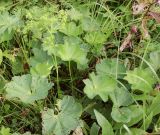 Alchemilla baltica