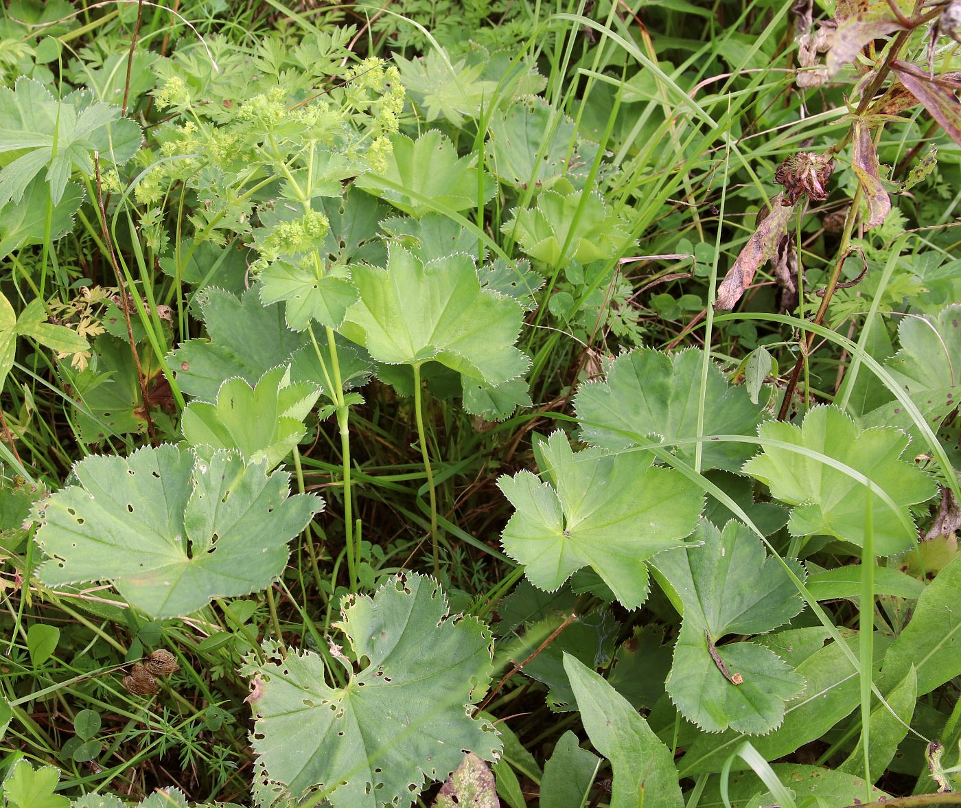 Изображение особи Alchemilla baltica.