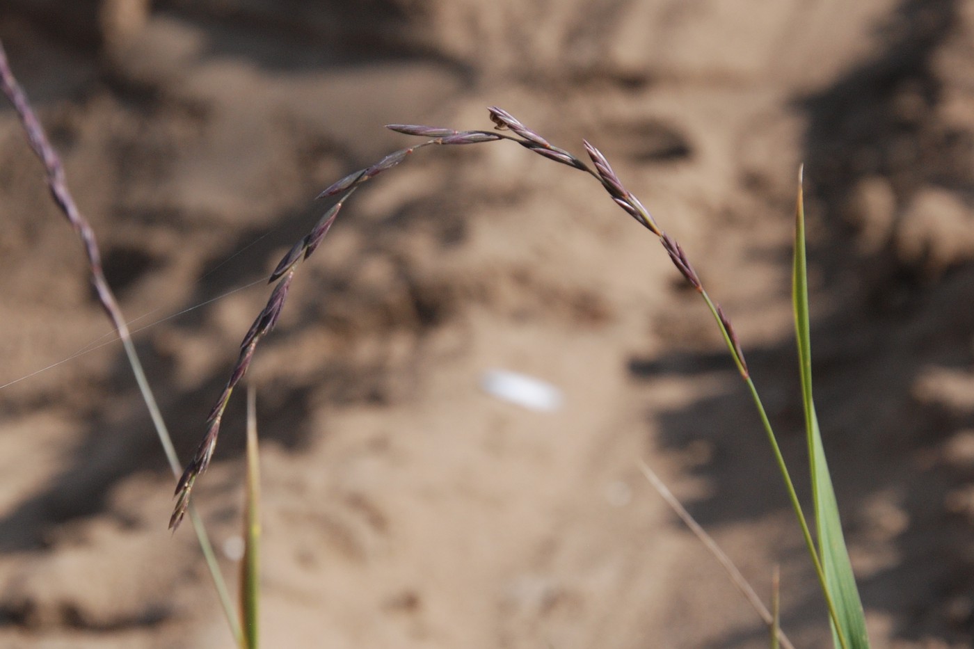 Изображение особи Elymus fibrosus.