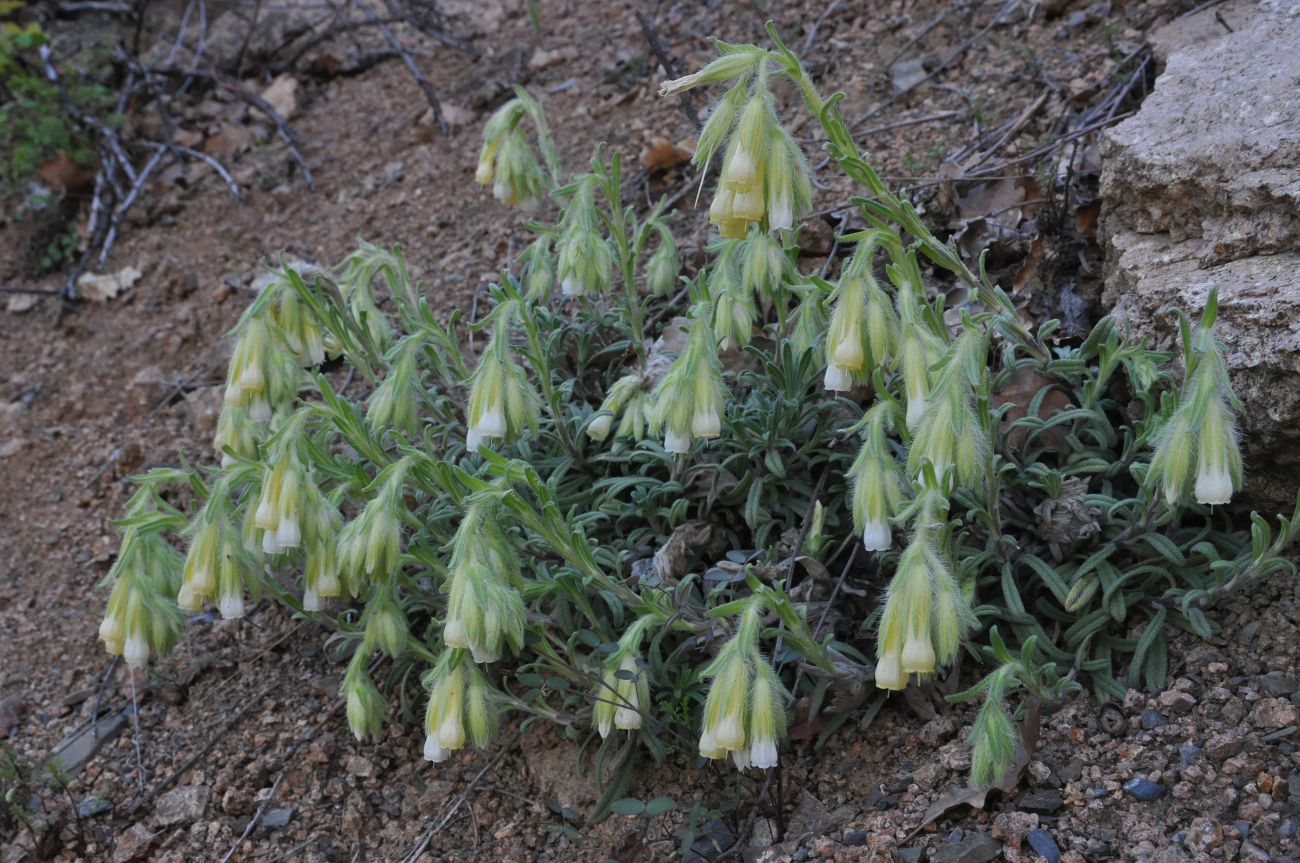 Image of genus Onosma specimen.