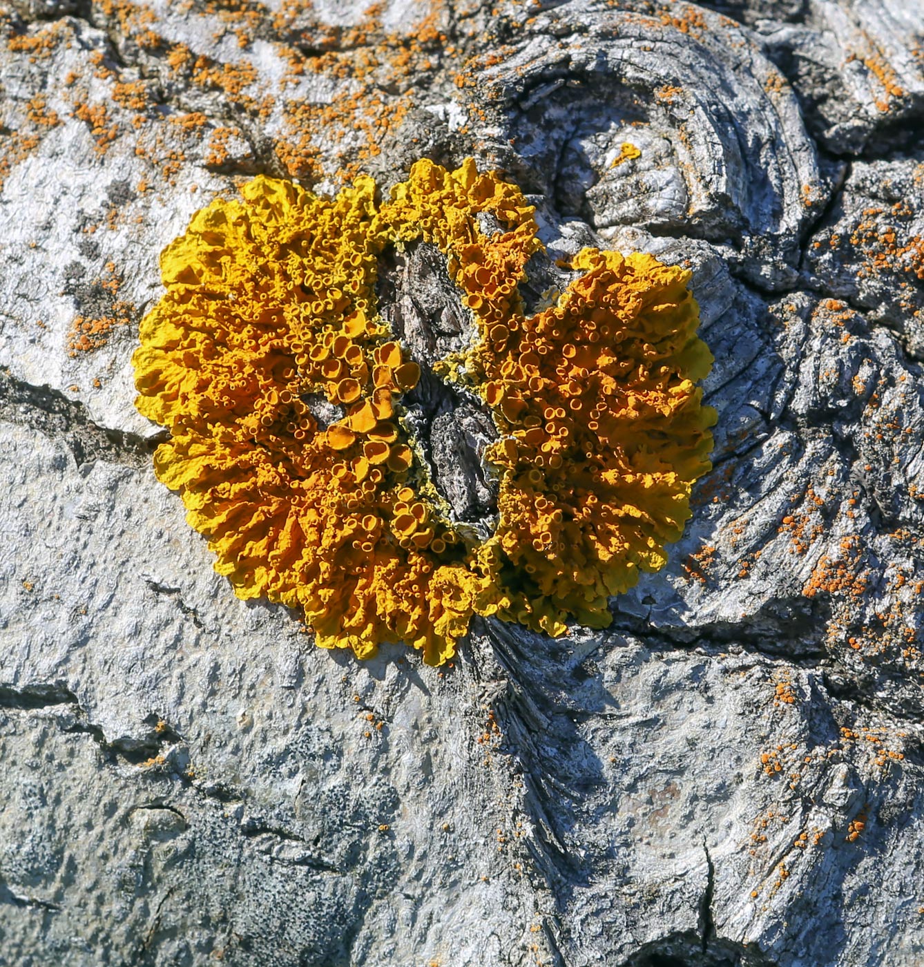 Image of Xanthoria parietina specimen.