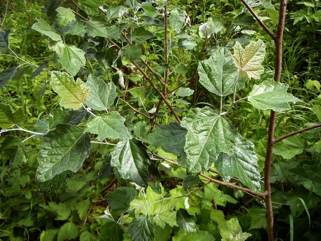 Image of Populus &times; canescens specimen.