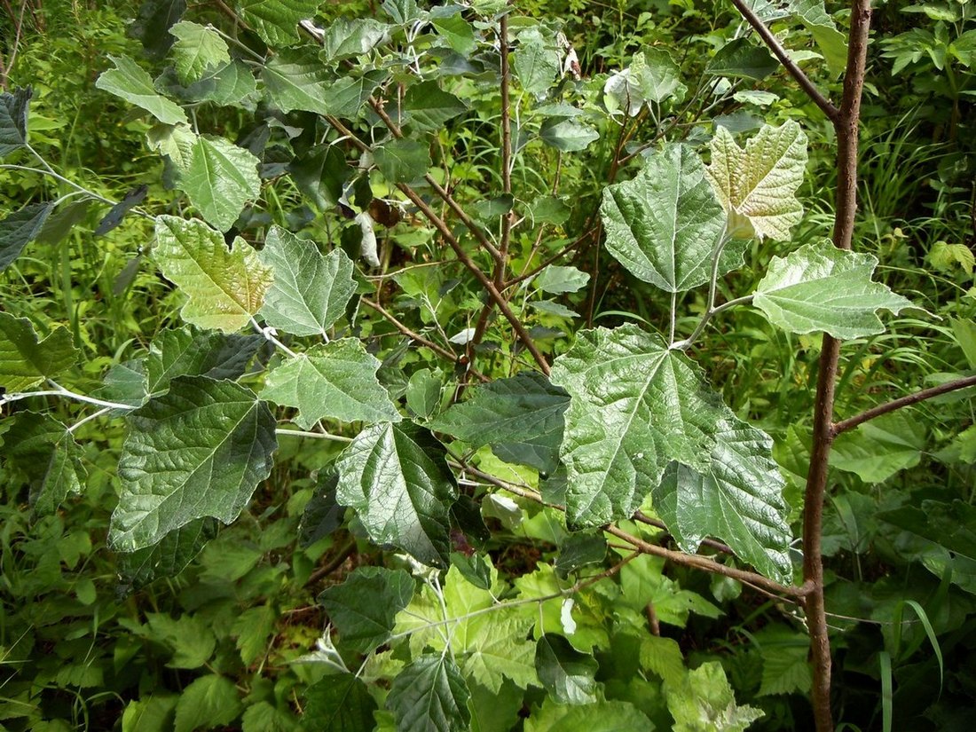 Изображение особи Populus &times; canescens.