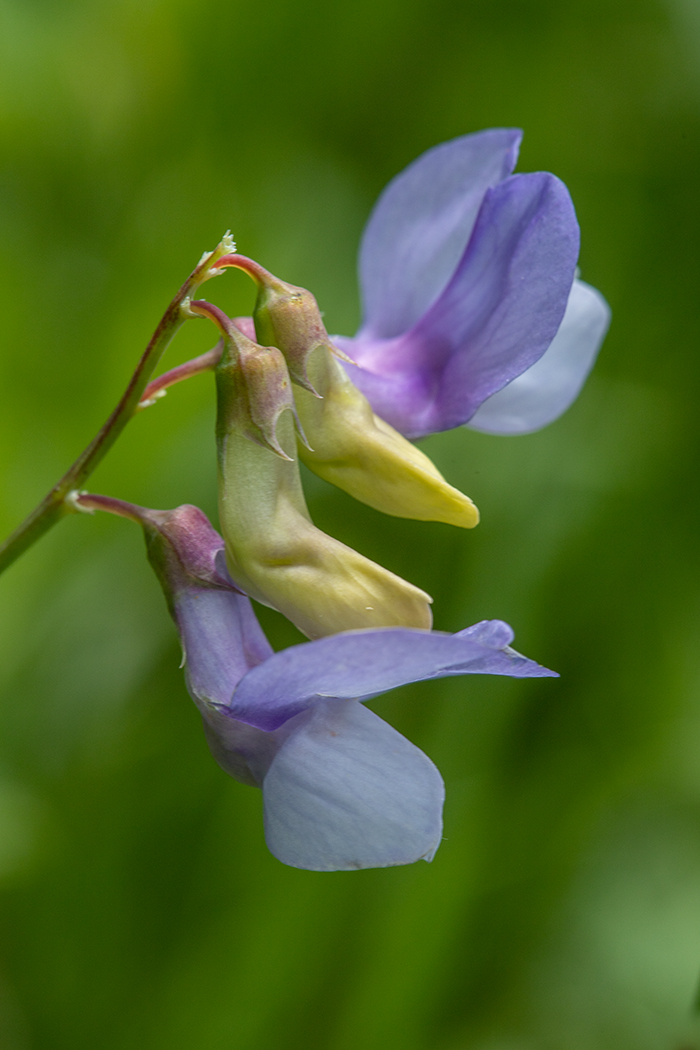 Изображение особи Lathyrus cyaneus.