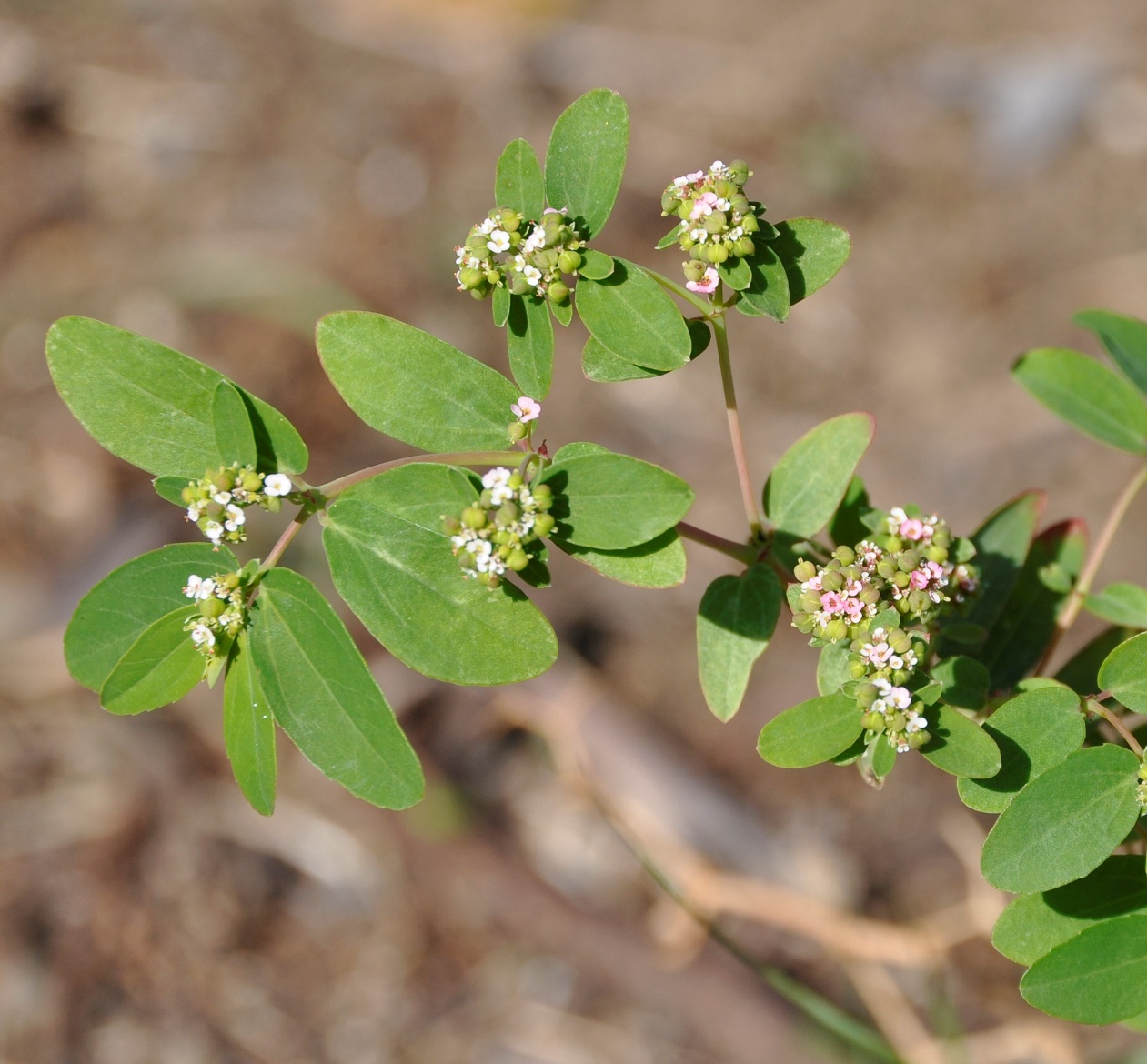 Изображение особи Euphorbia hypericifolia.