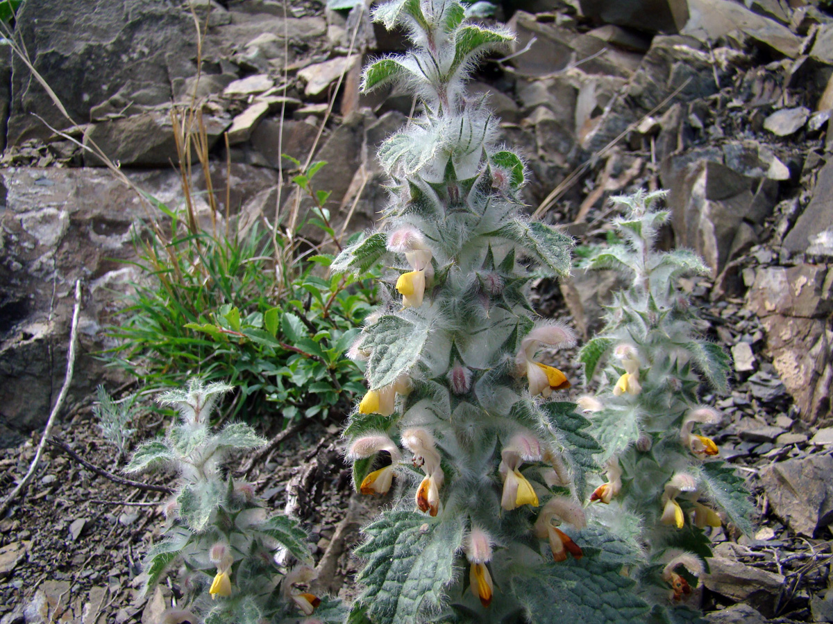 Image of Phlomoides hypoviridis specimen.