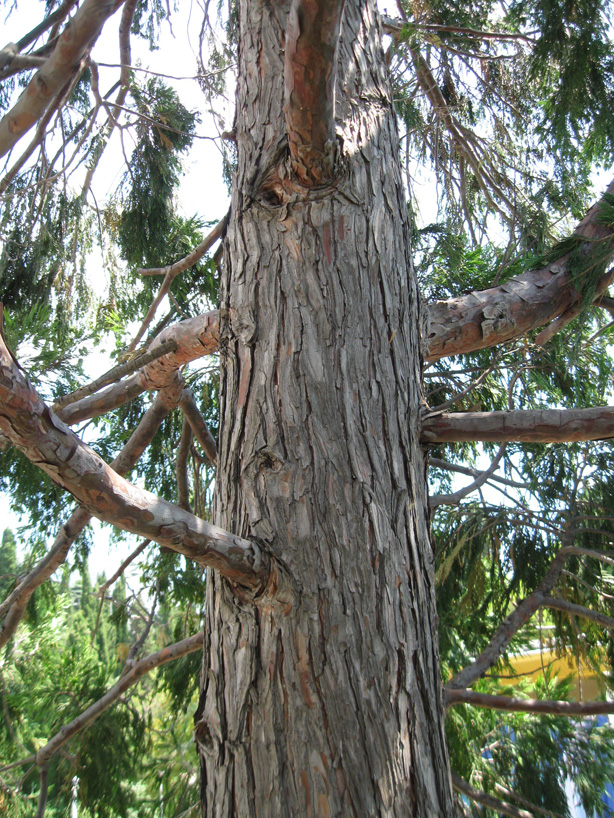 Изображение особи Calocedrus decurrens.