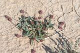 Plantago amplexicaulis