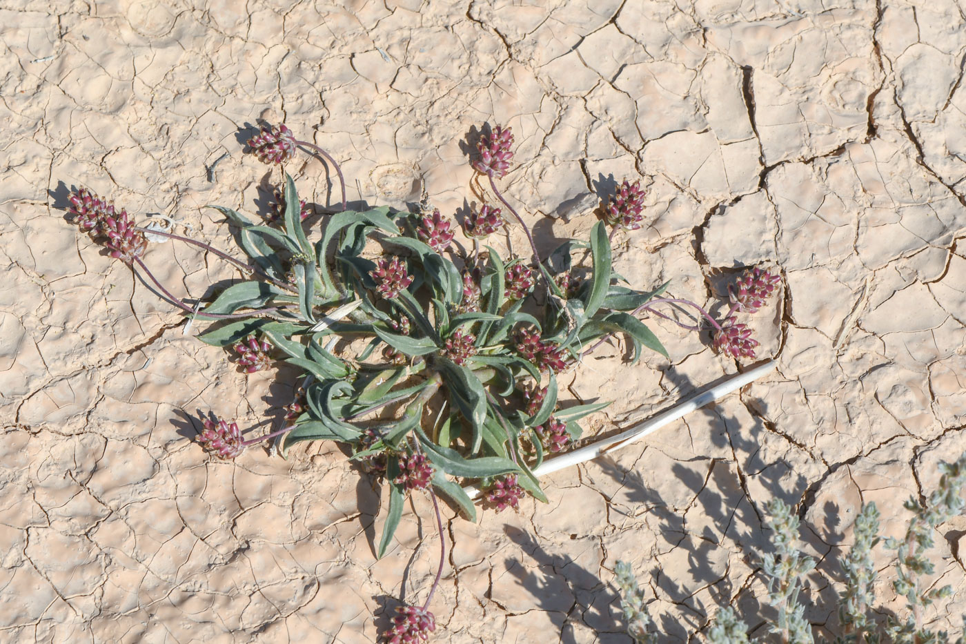 Изображение особи Plantago amplexicaulis.