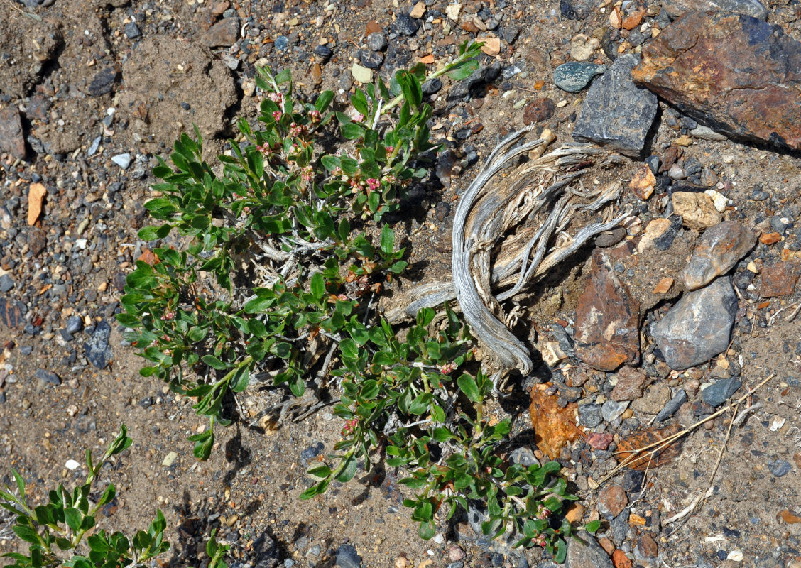 Image of genus Atraphaxis specimen.