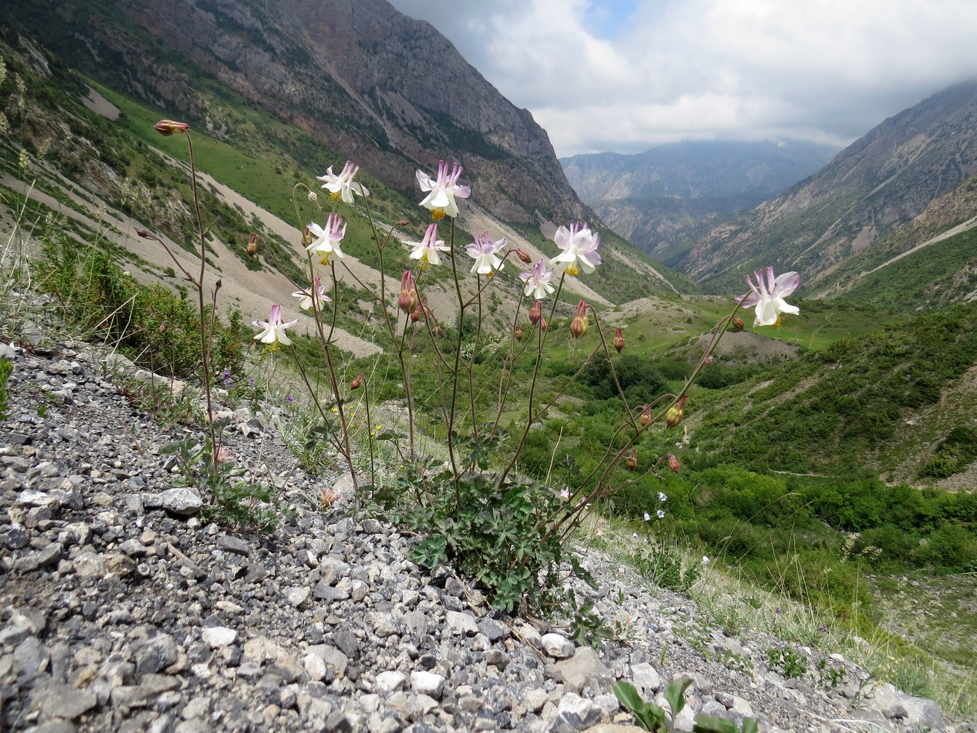 Изображение особи Aquilegia tianschanica.