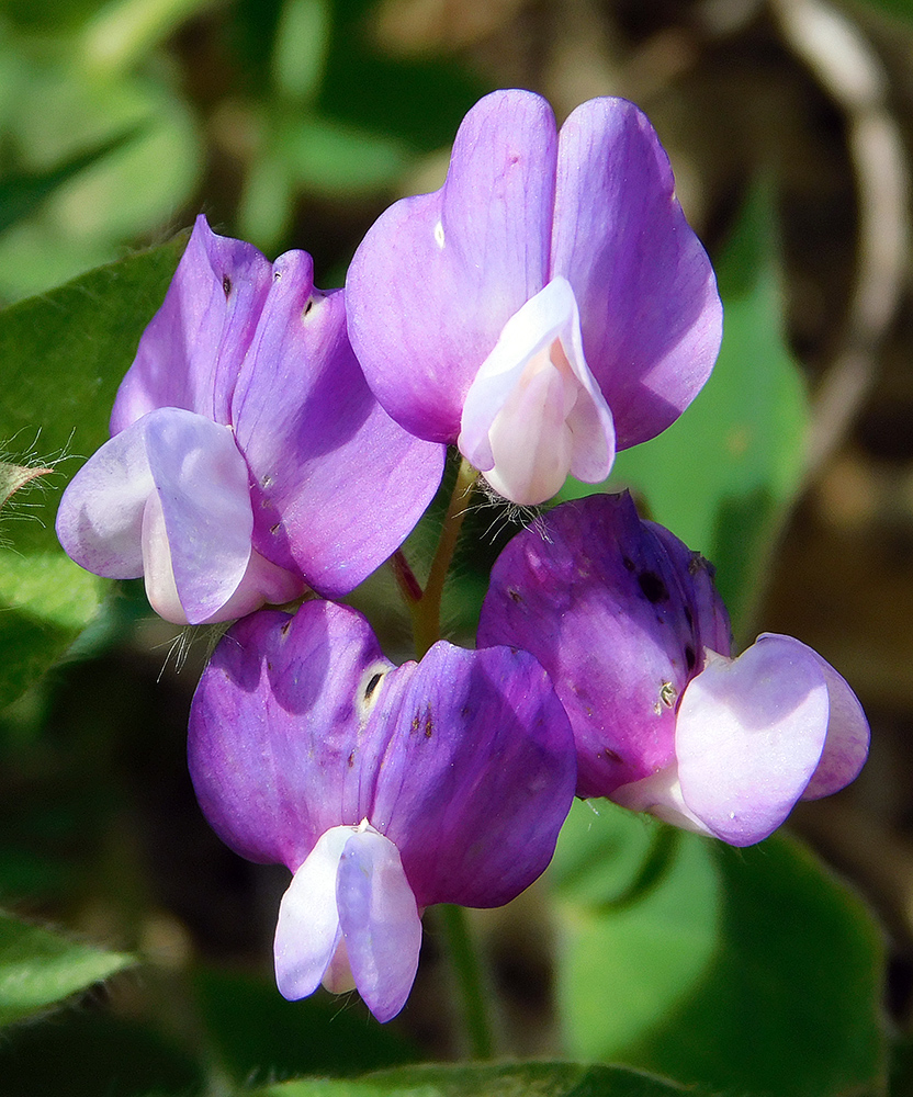 Изображение особи Lathyrus laxiflorus.