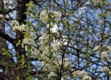 genus Pyrus. Верхушки ветвей с соцветиями. Краснодарский край, пос. Мезмай, в культуре. 28.04.2014.