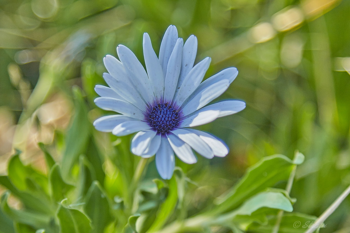 Изображение особи Dimorphotheca ecklonis.