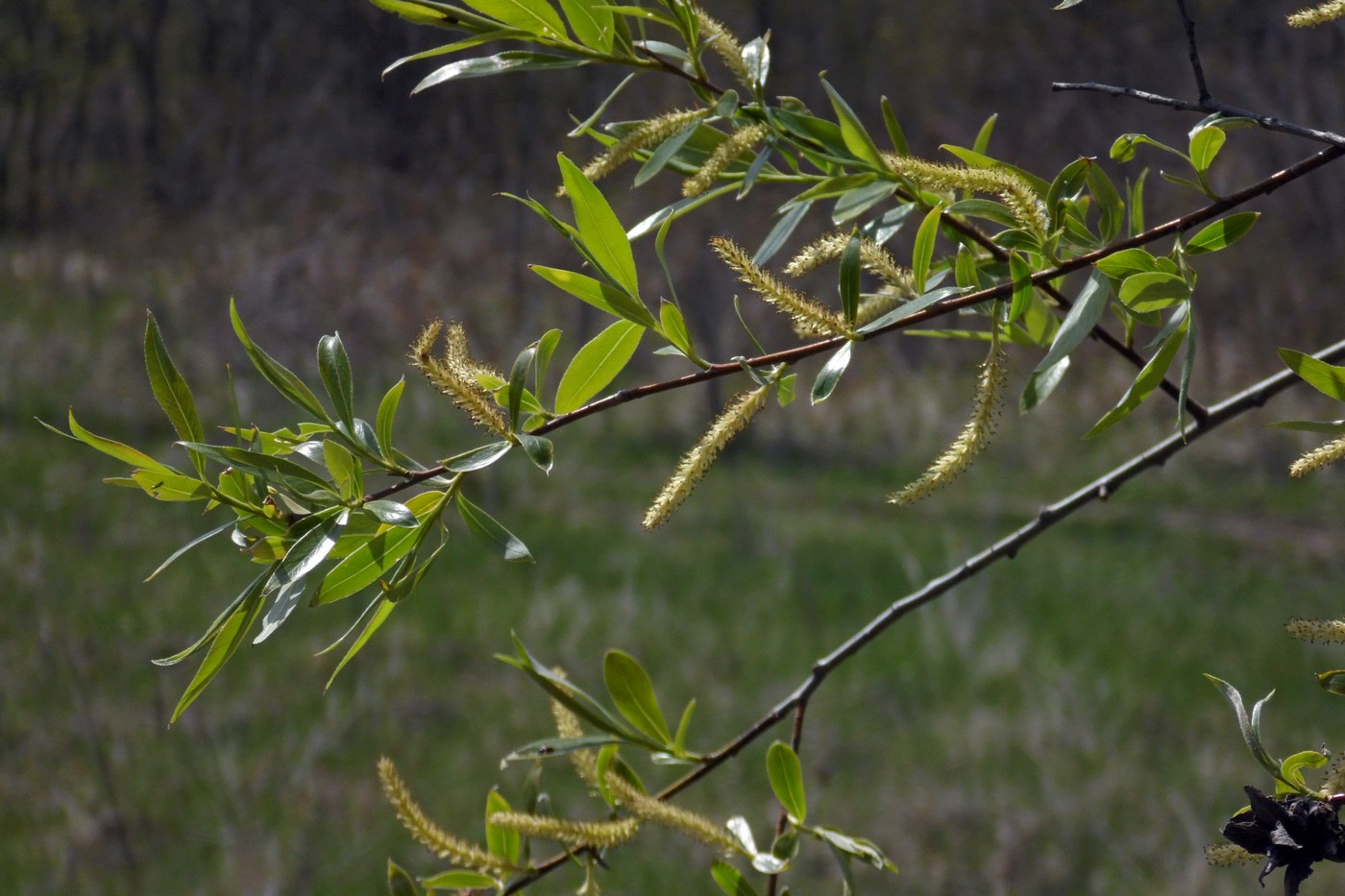 Image of Salix alba specimen.