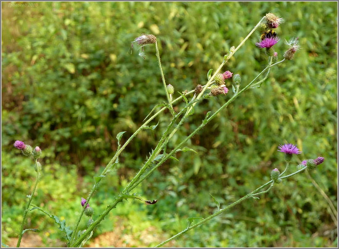 Изображение особи Carduus crispus.