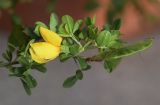 Cytisus arboreus подвид catalaunicus. Верхушка побега с цветком и плодом. Испания, автономное сообщество Каталония, провинция Жирона, комарка Баш Эмпорда, муниципалитет Сант-Фелиу-де-Гишольс, окр. пос. Пунта-Брава, прогалина в сосновом лесу. 18.04.2020.