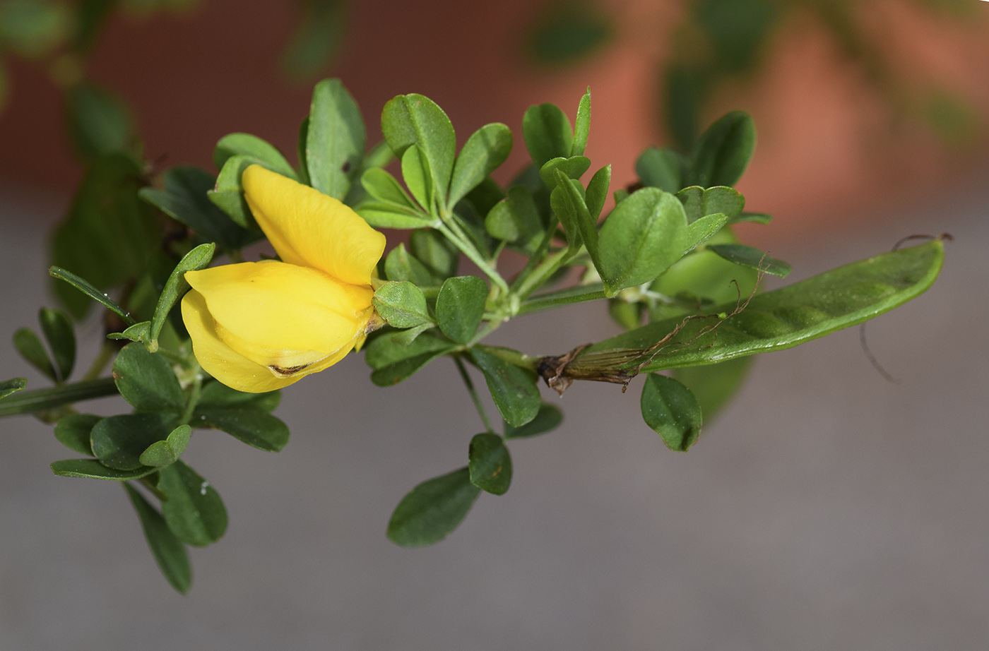 Image of Cytisus arboreus ssp. catalaunicus specimen.