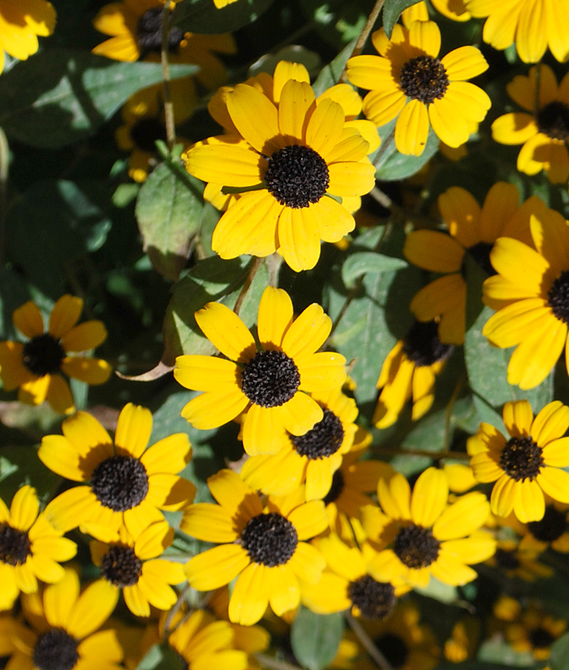 Image of Rudbeckia triloba specimen.