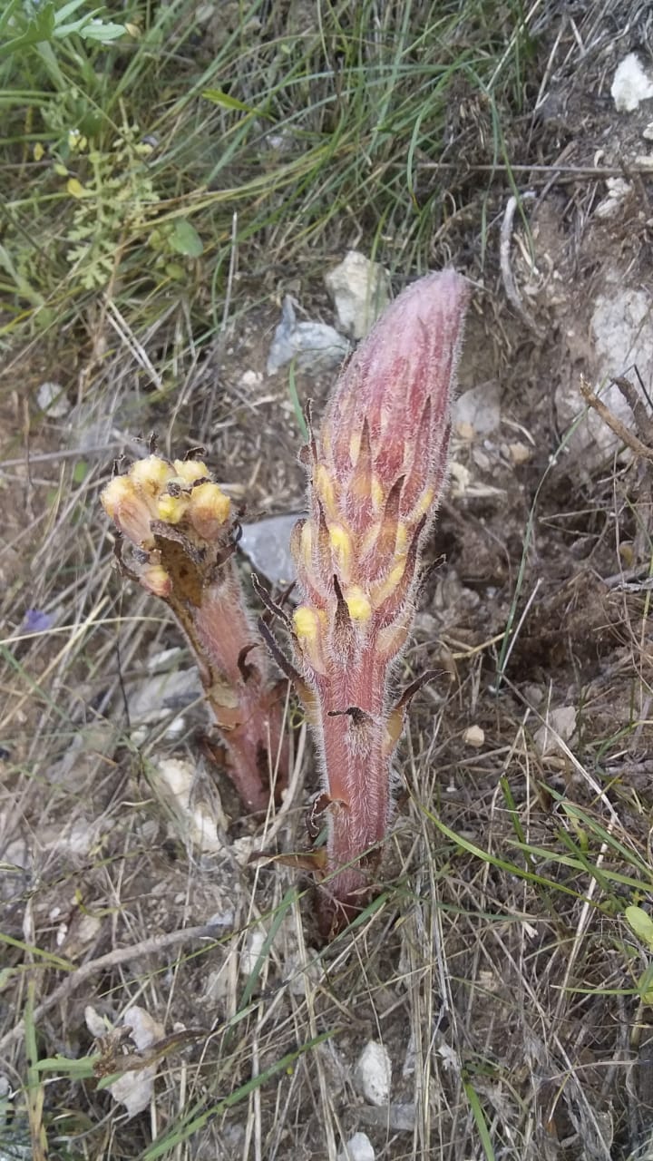 Изображение особи Orobanche kurdica.