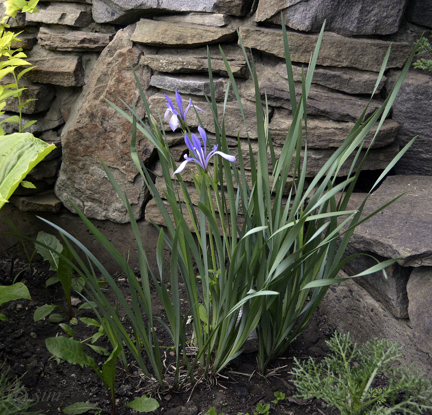 Image of Iris lactea specimen.