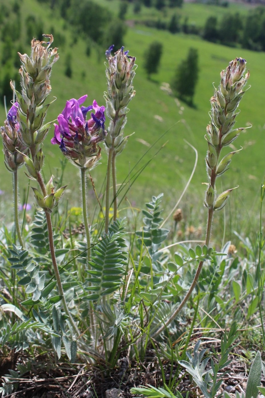 Image of Oxytropis kungurensis specimen.