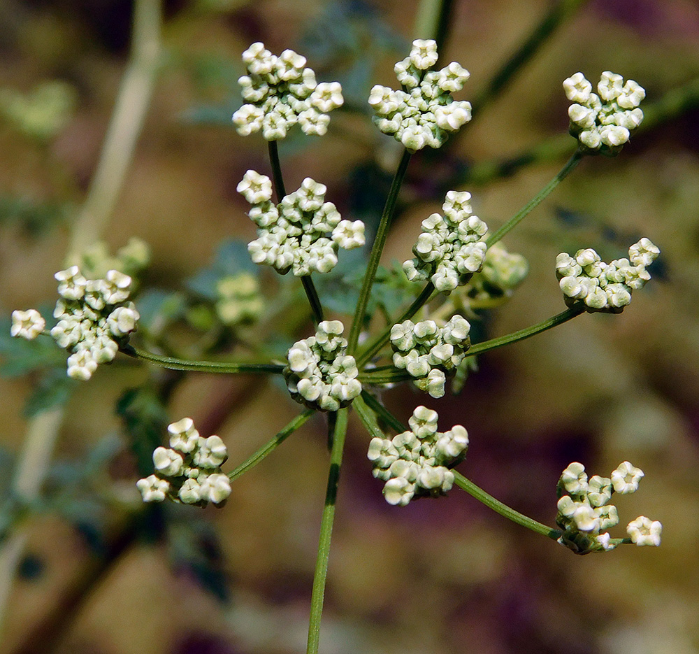 Image of Conium maculatum specimen.