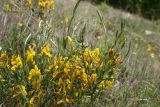 Genista tetragona