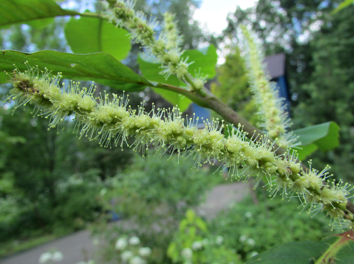Image of Castanea sativa specimen.