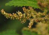 Urtica angustifolia