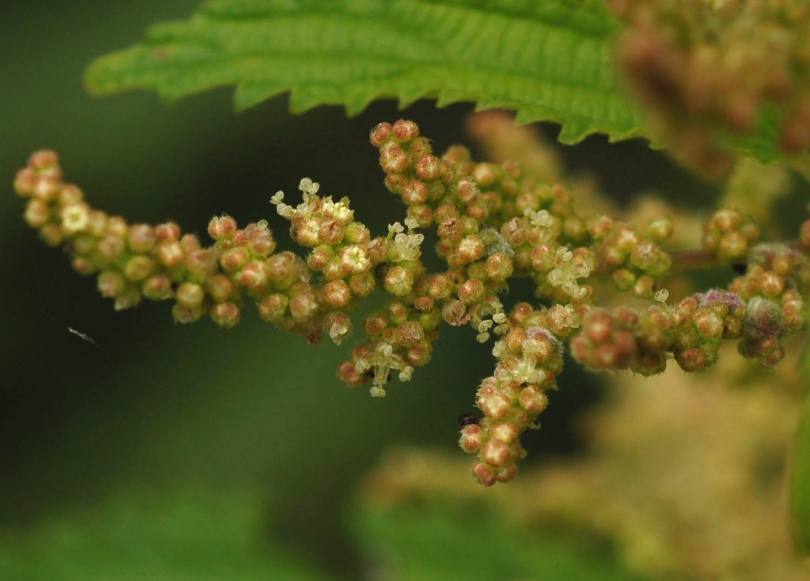 Image of Urtica angustifolia specimen.
