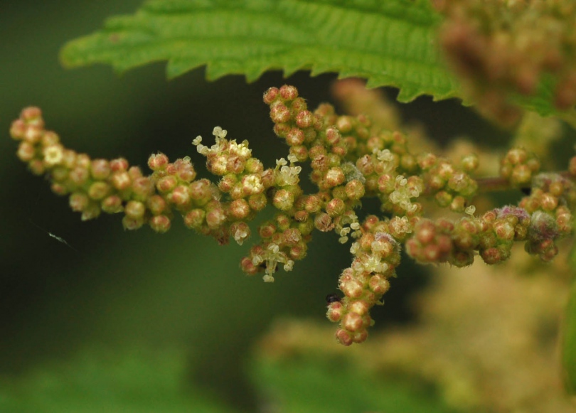 Изображение особи Urtica angustifolia.