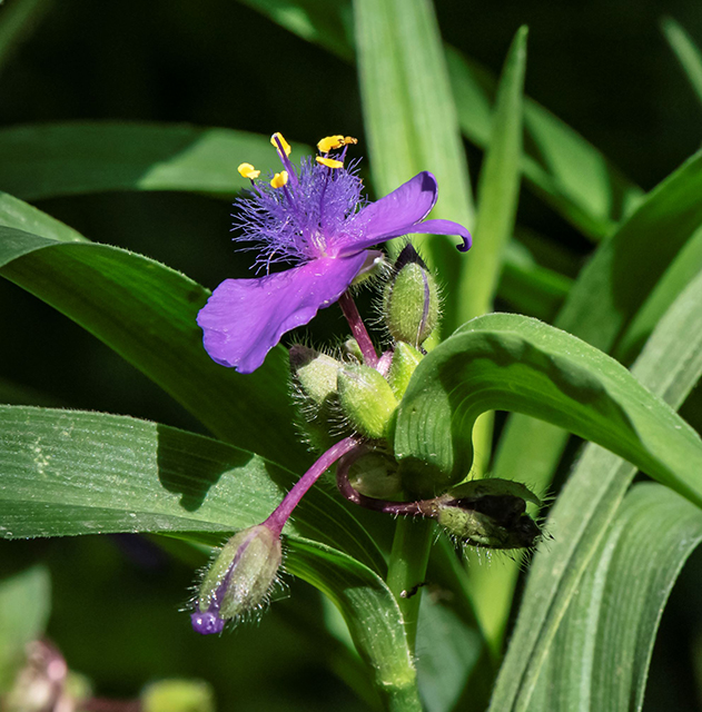 Изображение особи Tradescantia virginiana.