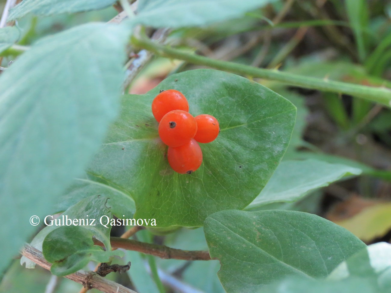 Изображение особи Lonicera caprifolium.