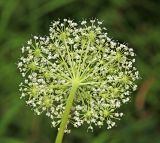 Coelopleurum saxatile