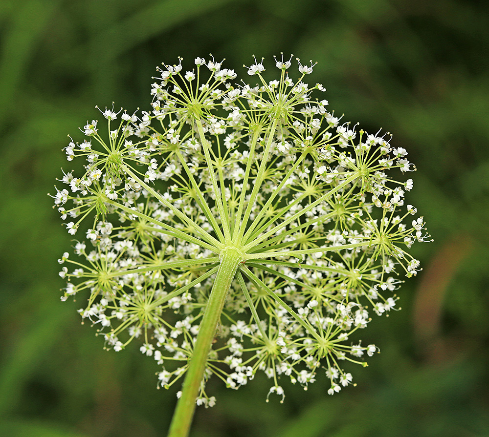 Image of Coelopleurum saxatile specimen.