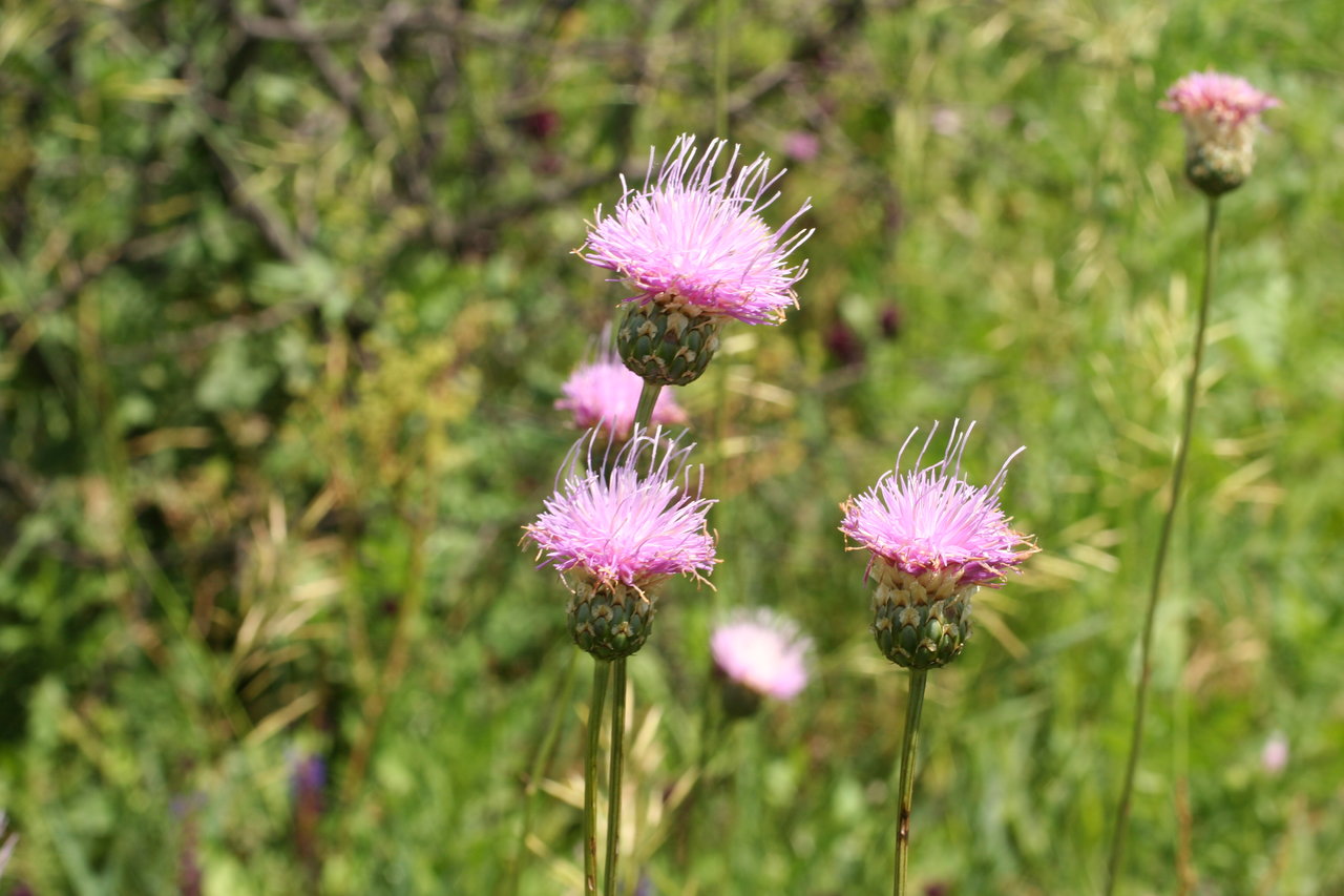 Image of Klasea bulgarica specimen.