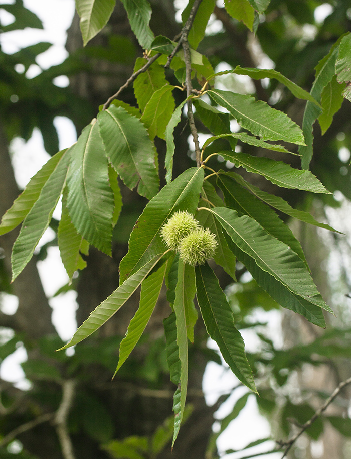 Изображение особи Castanea sativa.