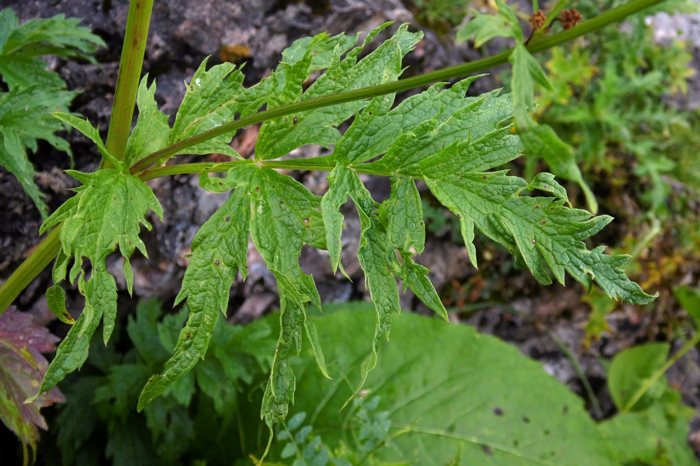 Image of Senecio othonnae specimen.