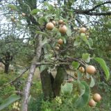genus Pyrus. Часть ветви плодоносящего растения. Украина, Днепропетровская обл., Криворожский ботанический сад. 05.10.2020.