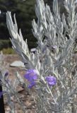 Eremophila nivea. Верхушка цветущего растения. Испания, автономное сообщество Каталония, провинция Жирона, комарка Баш-Эмпорда, муниципалитет Палафружель, ботанический сад \"Кап-Роч\". 03.03.2019.