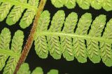 Lunathyrium pycnosorum