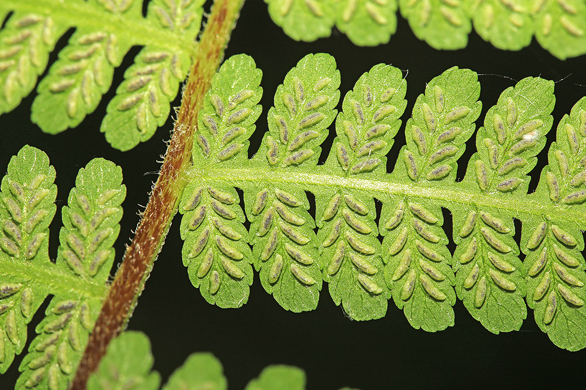 Изображение особи Lunathyrium pycnosorum.