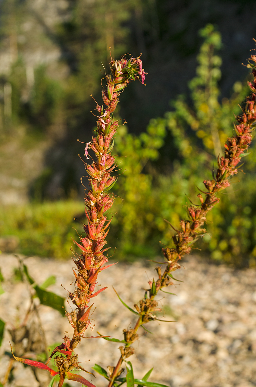 Image of Lythrum salicaria specimen.