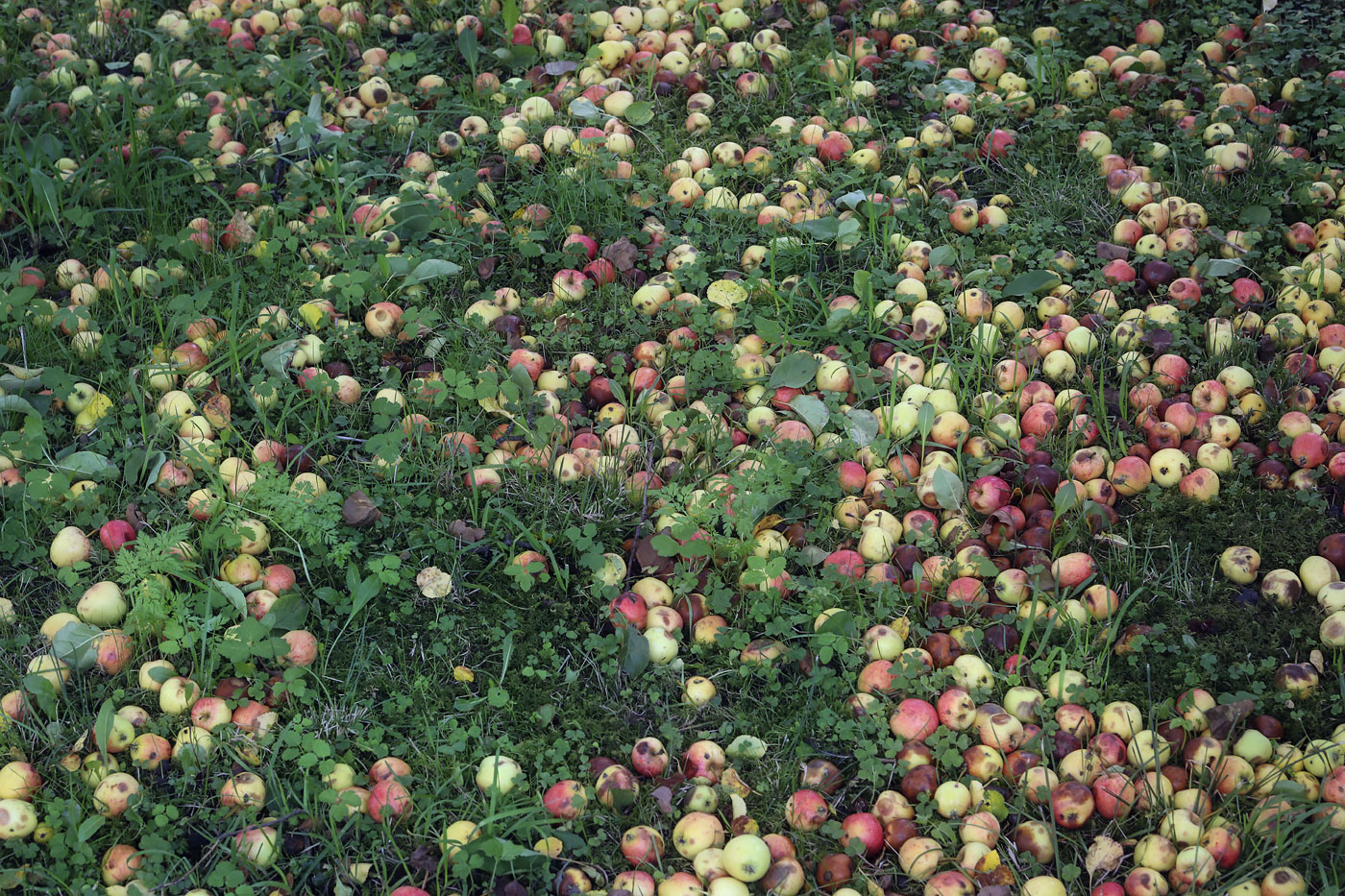 Изображение особи Malus sylvestris.