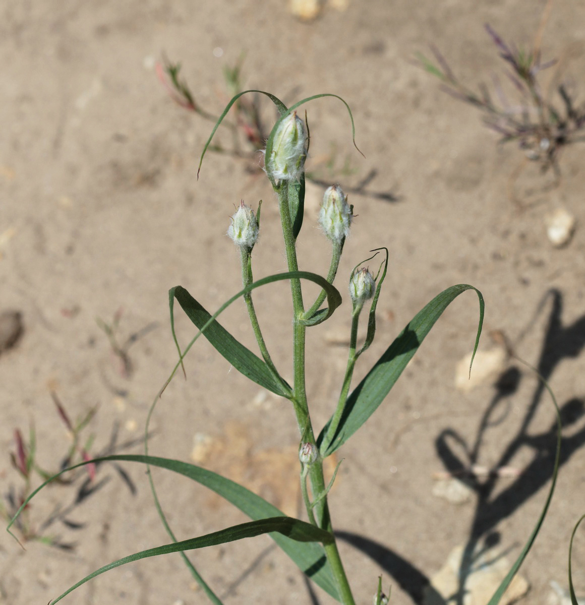 Image of Scorzonera ensifolia specimen.