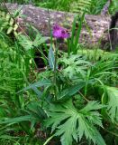 Cirsium heterophyllum. Верхушка цветущего растения (рядом видна часть побега Delphinium elatum). Челябинская обл., Катав-Ивановский р-н, хребет Зигальга, ≈ 1100 м н.у.м., опушка смешанного леса. 20.07.2020.